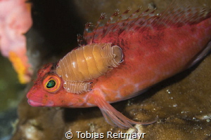 Hawkfish with parasite, Pengah Kecil, Komodo by Tobias Reitmayr 